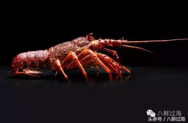 去澳大利亚你能吃到什么特点海鲜？值得收藏的吃货指南