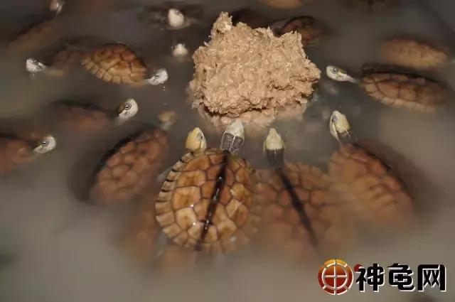 南石种龟一个平方可以养多少只,南石种龟是半水还是全水