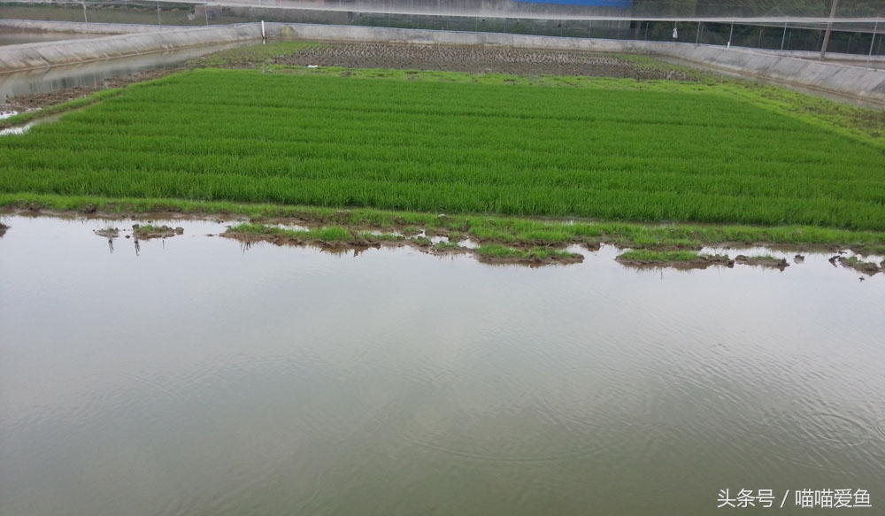 聚焦三农养殖泥鳅,泥鳅农业养殖致富项目