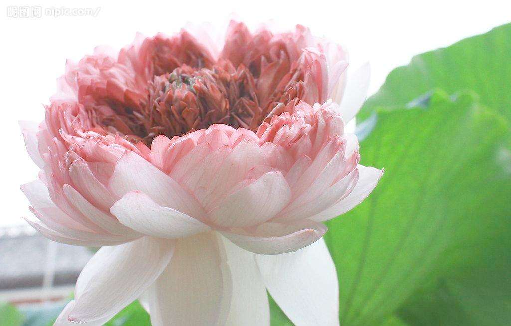 半岛漫记·（一）禅悟千莲山