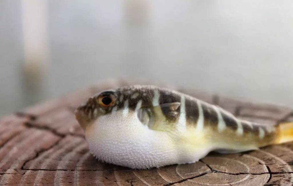 江鲜春季,春天江鲜