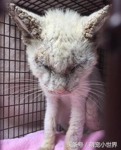 流浪盲猫被救后开始改变，它张开久闭眼睛才发现有一黄一蓝阴阳眼