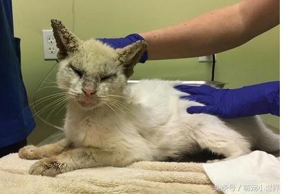 流浪盲猫被救后开始改变，它张开久闭眼睛才发现有一黄一蓝阴阳眼