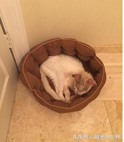 流浪盲猫被救后开始改变，它张开久闭眼睛才发现有一黄一蓝阴阳眼