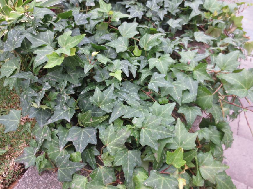 常春藤可以栽在假山上吗,心形常春藤盆栽