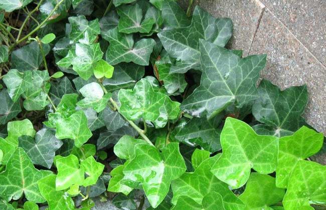 常春藤可以栽在假山上吗,心形常春藤盆栽