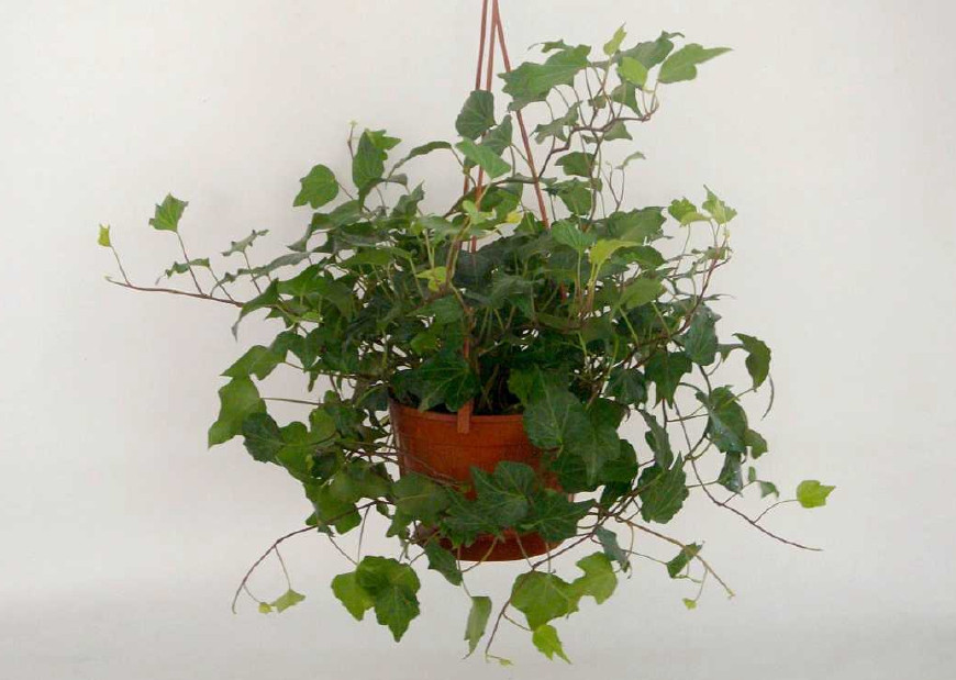 常春藤可以栽在假山上吗,心形常春藤盆栽