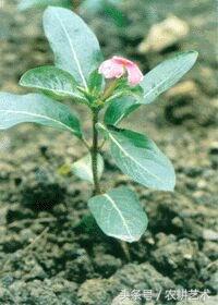 袖珍中草药彩色图谱,茎块中草药图谱大全