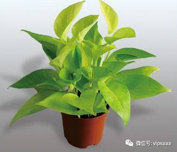 绿萝叶子黄了什么原因导致的,绿萝的叶子会变黄的原因