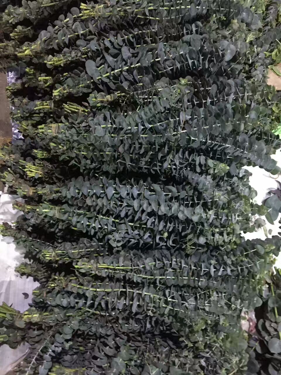 看了这些图，下次去花店你就能把花店里的花花草草叫出名字来了！