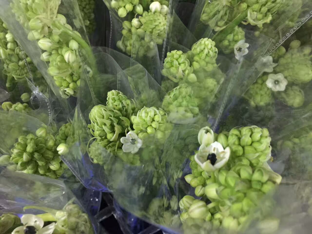 看了这些图，下次去花店你就能把花店里的花花草草叫出名字来了！