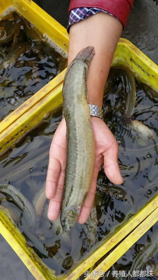 泥鳅苗骗局揭秘,泥鳅苗有猫腻吗