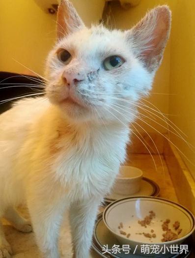 流浪盲猫被救后开始改变，它张开久闭眼睛才发现有一黄一蓝阴阳眼