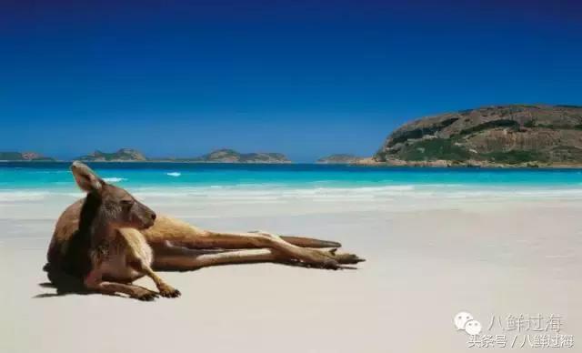 去澳大利亚你能吃到什么特点海鲜？值得收藏的吃货指南