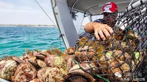 去澳大利亚你能吃到什么特点海鲜？值得收藏的吃货指南