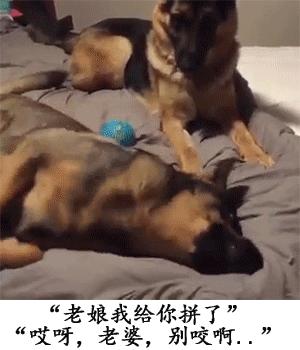 宠物常识大全书,宠物泪痕去除最好的方法