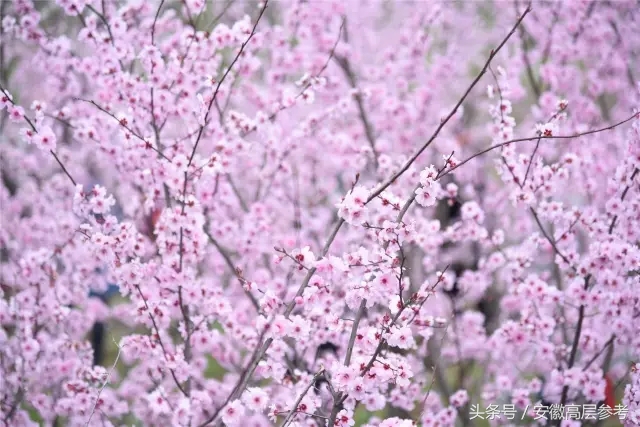 安徽石台有什么特点美食,安徽石台县美食攻略