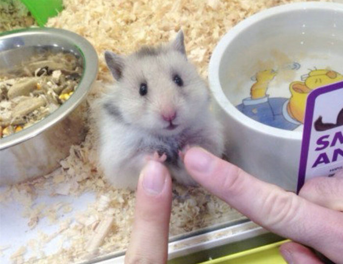 宠物仓鼠饲养环境温度要求,小巧玲珑的萌宠仓鼠的饲养指南