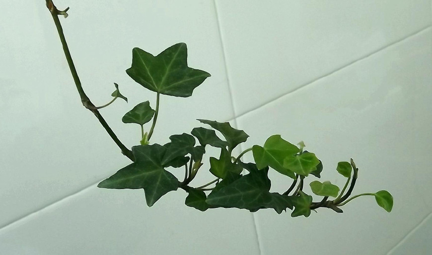 常春藤可以栽在假山上吗,心形常春藤盆栽