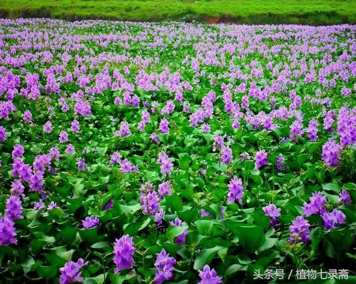 水葫芦能当绿植养吗视频,水葫芦的家庭养殖
