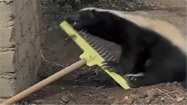 蜜獾平头哥日记,平头哥蜜獾越狱动画