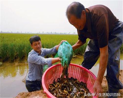 它被称为“水中之参”才20元一斤，撒上椒盐炸着吃香脆可口