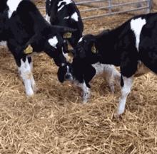 我抬起头大声喊了句：什么？300块太贵了