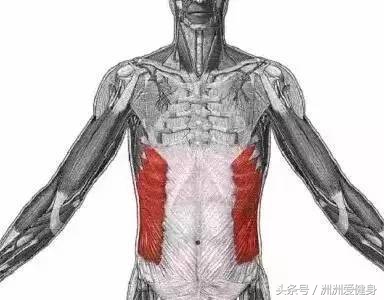 练腹部肌肉最快最有效的方法图解,腹部肌肉增肌方法