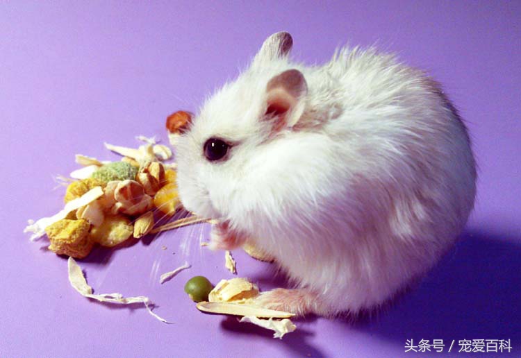 养仓鼠的十大禁忌仓鼠吃什么肉,不会养仓鼠的新手怎么养仓鼠