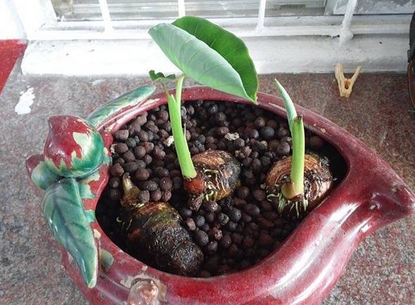 新手小白适合养殖小型盆栽的植物,各种盆栽植物的种植方法