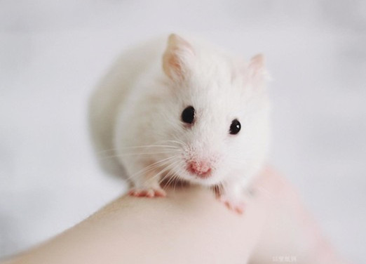 宠物仓鼠饲养环境温度要求,小巧玲珑的萌宠仓鼠的饲养指南