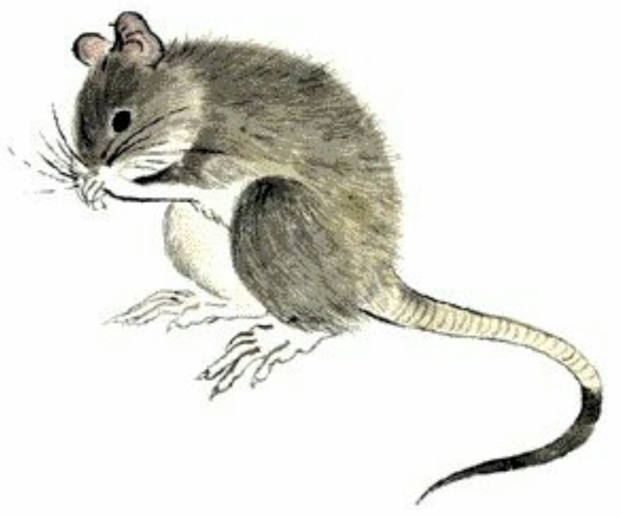 属相中三大属相指哪些,属相中的四大属相都是哪四个