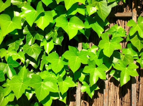 常春藤可以栽在假山上吗,心形常春藤盆栽