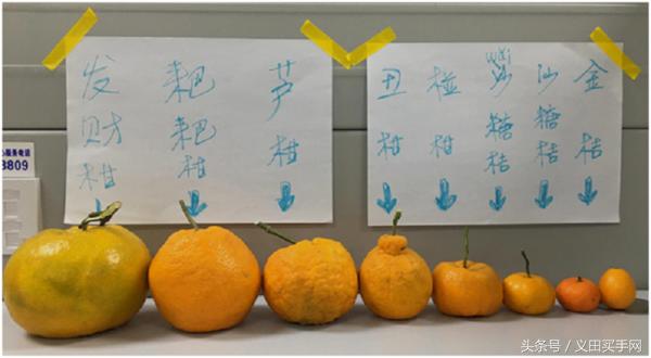 大型丑橘基地,稳坪何家寨丑橘基地