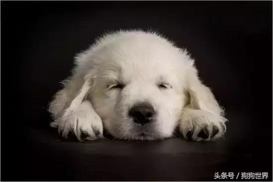 狗狗第一次来月经注意事项,狗狗生产后的5大注意事项