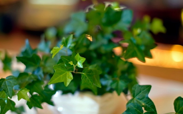 常春藤可以栽在假山上吗,心形常春藤盆栽