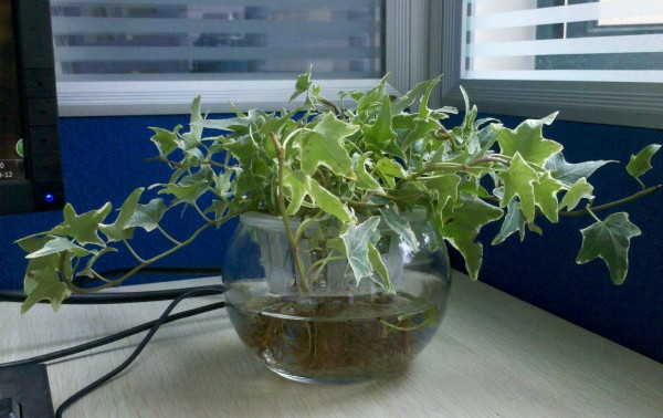 常春藤可以栽在假山上吗,心形常春藤盆栽