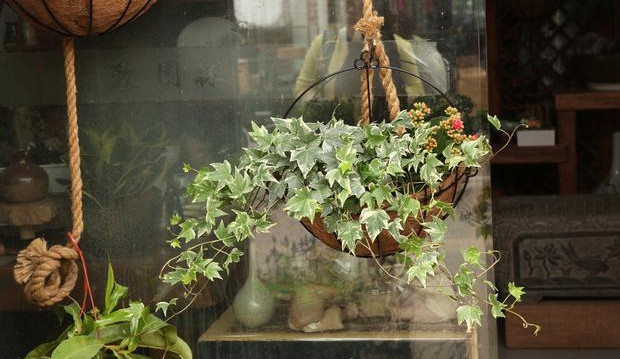 常春藤可以栽在假山上吗,心形常春藤盆栽