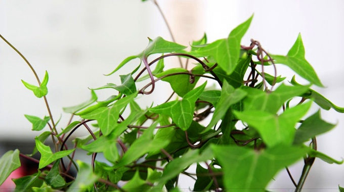 常春藤可以栽在假山上吗,心形常春藤盆栽