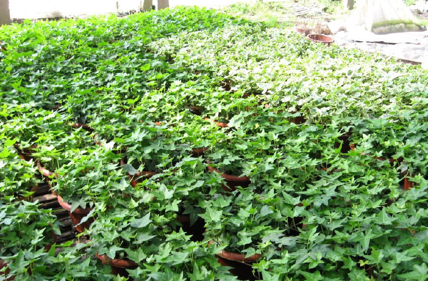 常春藤可以栽在假山上吗,心形常春藤盆栽