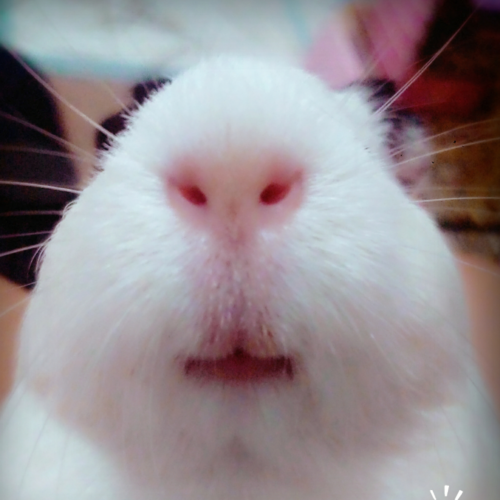 坐火车能不能带猪肉上车,去北京坐火车不能带的东西