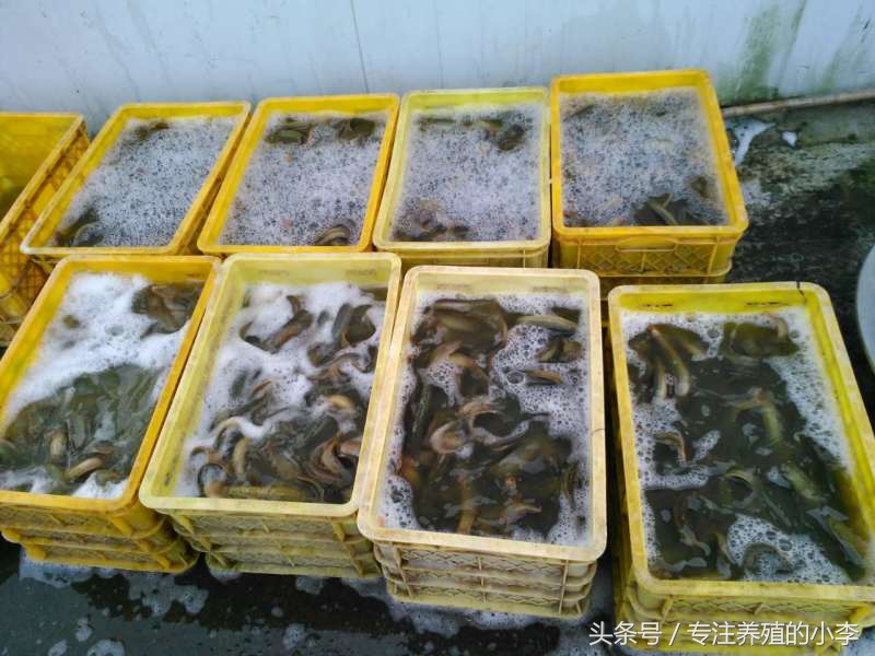 泥鳅养殖网箱视频,泥鳅黄鳝网箱养殖视频