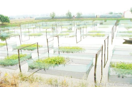 泥鳅养殖网箱视频,泥鳅黄鳝网箱养殖视频