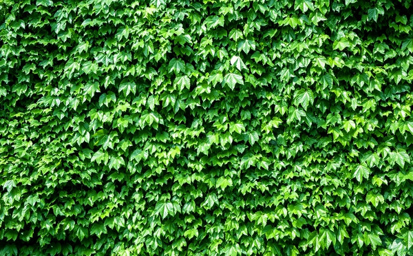 常春藤可以栽在假山上吗,心形常春藤盆栽