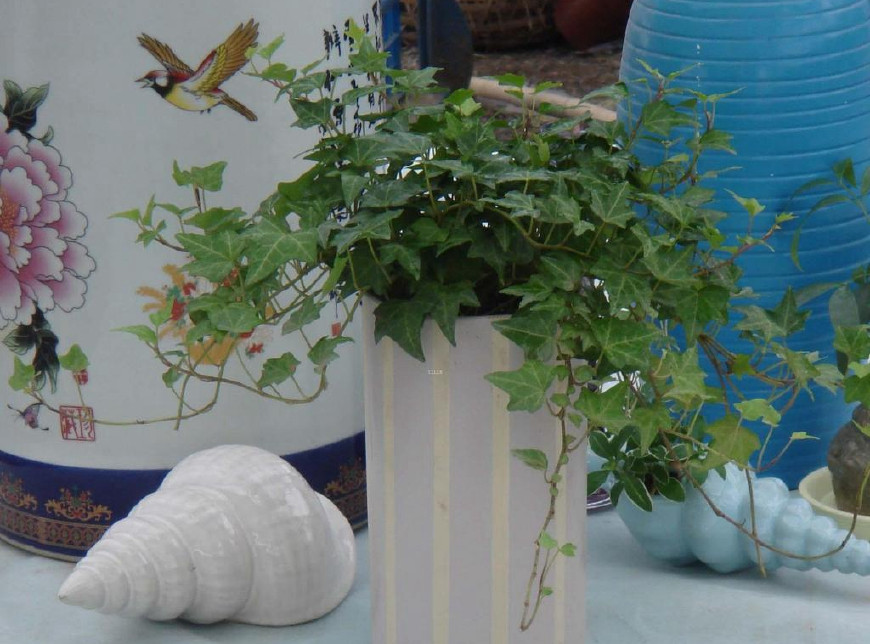 常春藤可以栽在假山上吗,心形常春藤盆栽