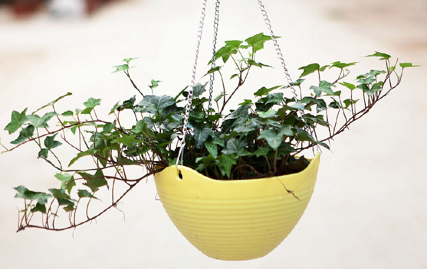 常春藤可以栽在假山上吗,心形常春藤盆栽