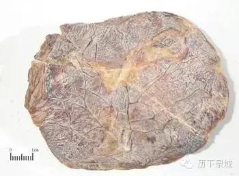 胎盘长什么样,胎盘植入你了解吗