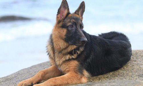 德国牧羊犬拉稀怎么办、德国牧羊犬反复拉肚子怎么办