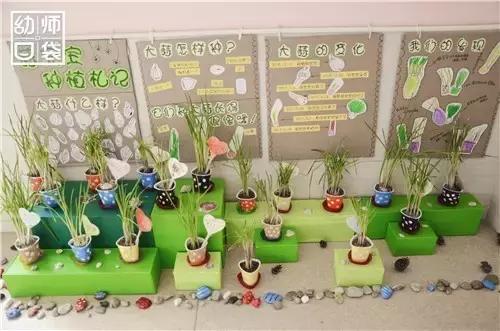 幼儿园如何打造自然区角的环境,复古自然角幼儿园