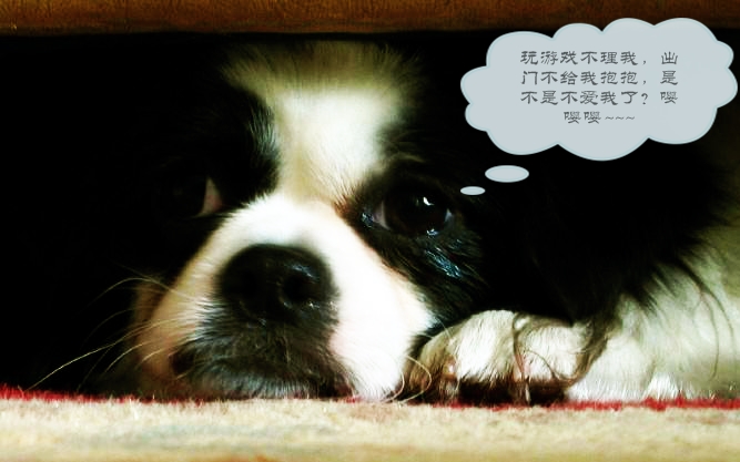 哪个星座的男生最怕女生,狗狗告诉你什么事